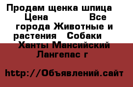 Продам щенка шпица.  › Цена ­ 15 000 - Все города Животные и растения » Собаки   . Ханты-Мансийский,Лангепас г.